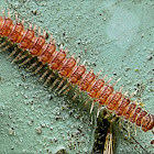 Flat-backed Millipede