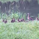 Northern Pintail Duck