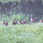 Northern Pintail Duck