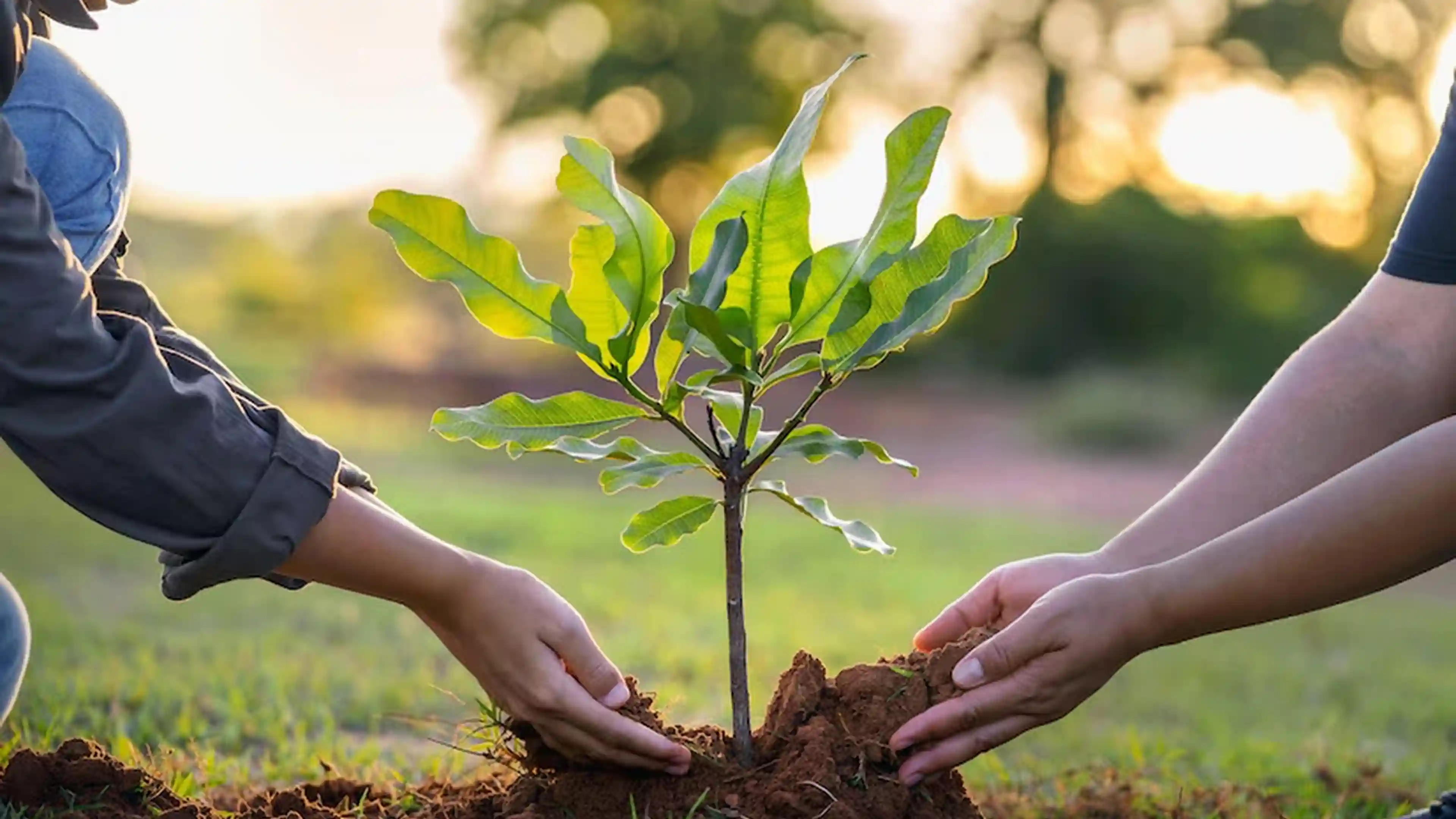 Jamun Tree - How to Grow, Care, Vastu Benefits