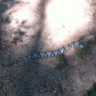 Copperhead