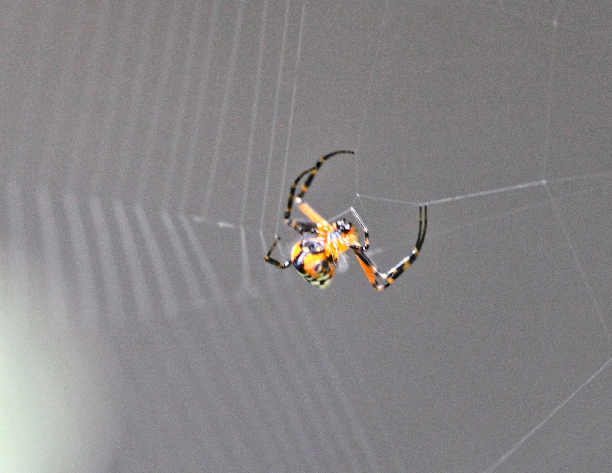 Longjawed Orbweaver