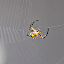 Longjawed Orbweaver