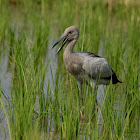 Juvenile Asian Openbill Stork