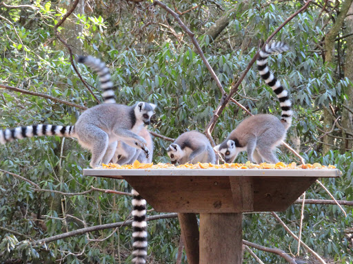 Monkeying Around in South Africa 2017