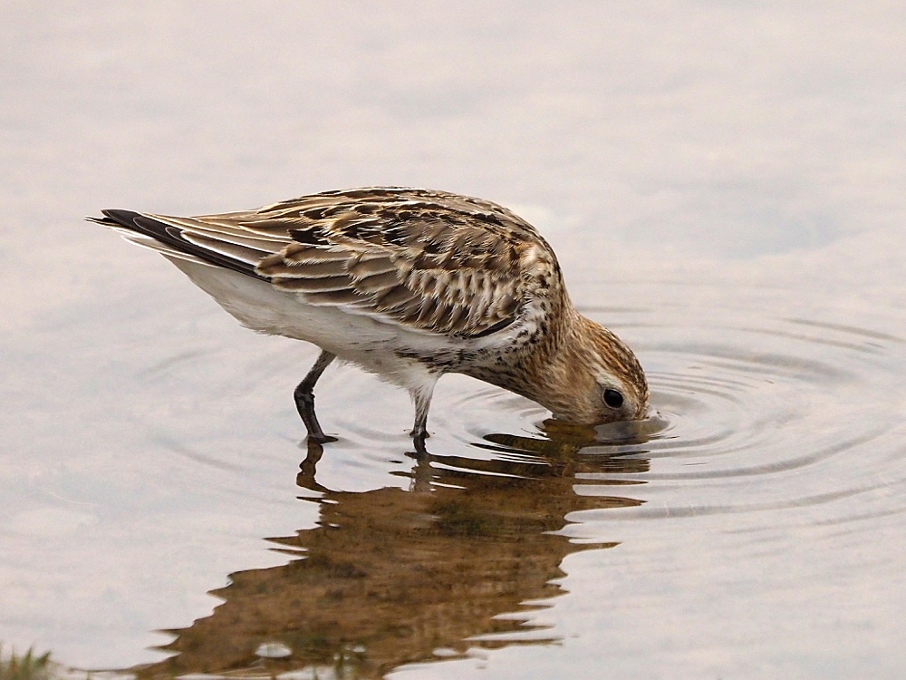 Correlimos común (Dunlin)