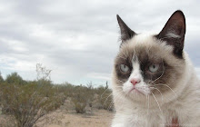 Grumpy Cat HD Wallpapers New Tab Themes small promo image