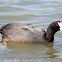 Crested Coot; Focha Cornuda