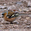 Chaffinch