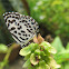 Common Pierrot Butterfly