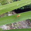 Lynx spider