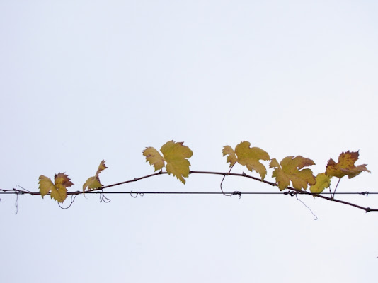 Minimalismo d'autunno di pelleas