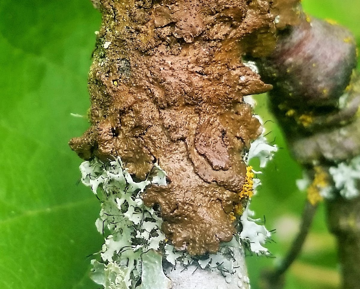 Abraded Camouflage Lichen