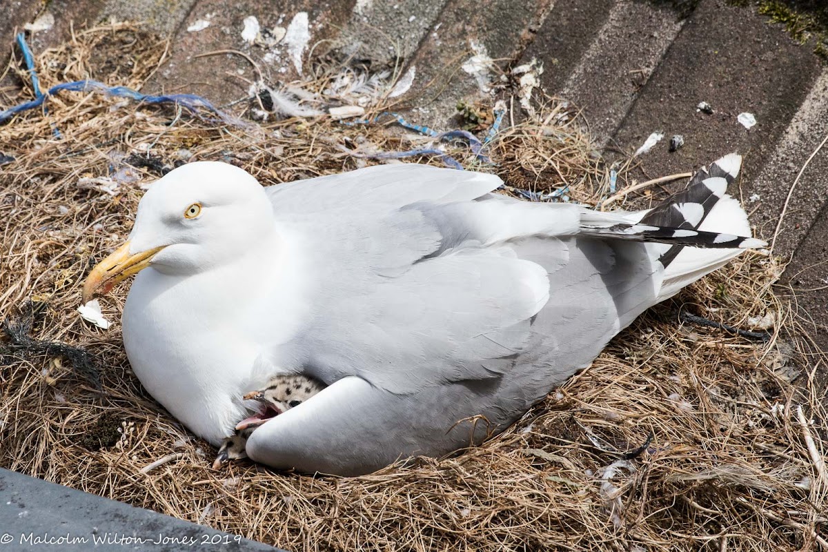 Herring Gull with chicks