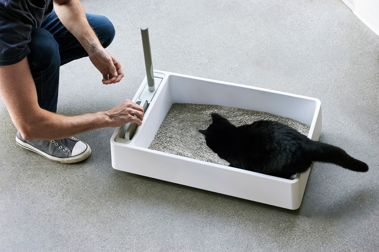 Factors Affecting Litter Box Cleaning Frequency