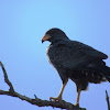 Cuban Black Hawk