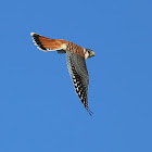 American Krestrel