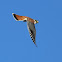 American Krestrel