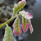 Oak young leaves; Hojas nuevas de roble melojo