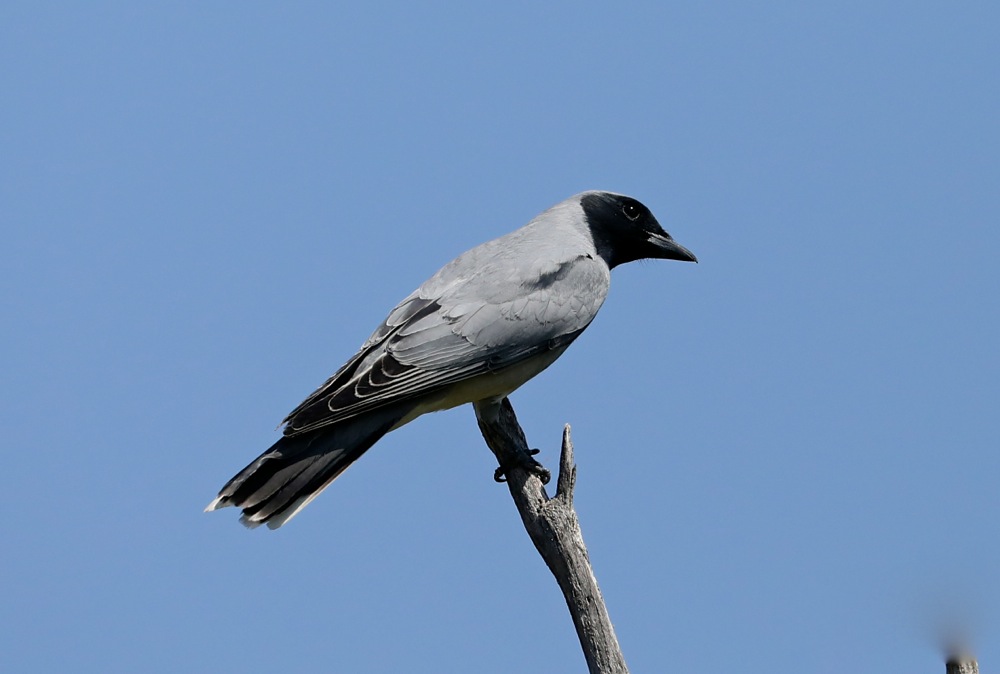 Black-faced Cuckooshrike