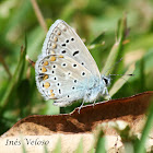 Common Blue