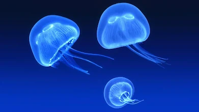 Jellyfish Live Wallpaper 7fon Lwp Google Play のアプリ