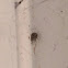 American House Spider