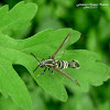 Clearwing Moth