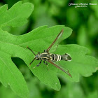 Clearwing Moth