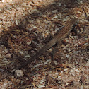 Tiger Whiptail