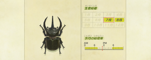 コーカサスオオカブト