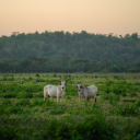 pair of white goats