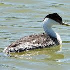 Western grebe