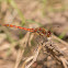 Common Darter