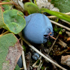 Bog Blueberry