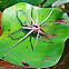 Common White-flanked Water Spider