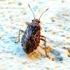 Scentless plant bug