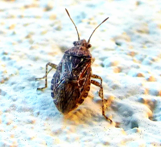 Scentless plant bug