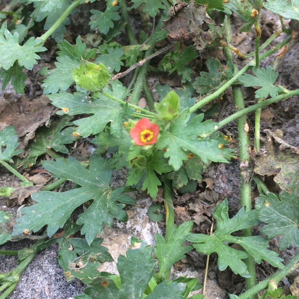 Red-flowered Mallow