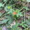 Red-flowered Mallow