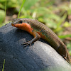 Rough-Backed Ground Skink