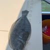 Summer Flounder