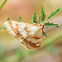 Ephelis Cruentalis Moth