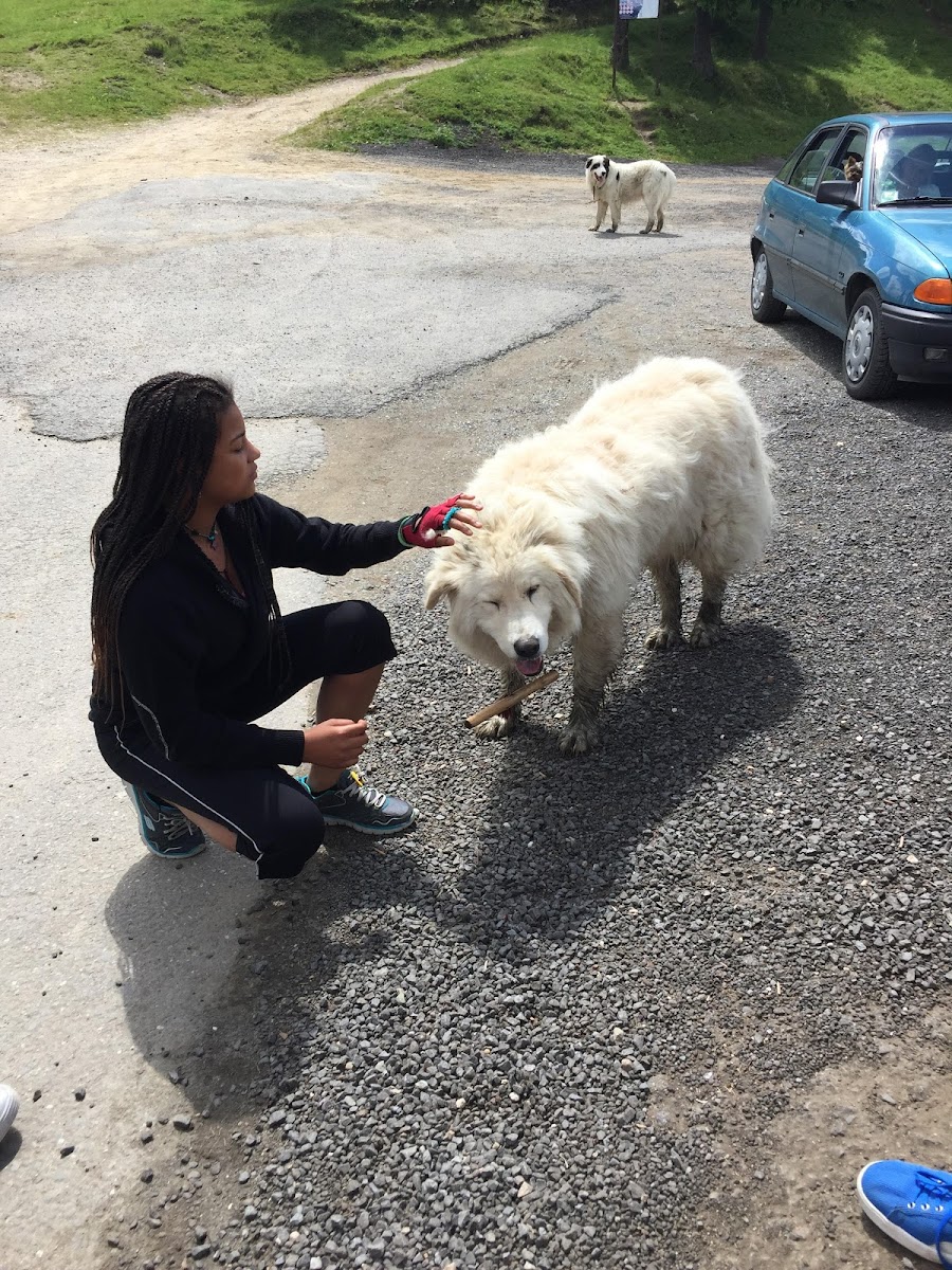 Bucovina Shepherd Dog