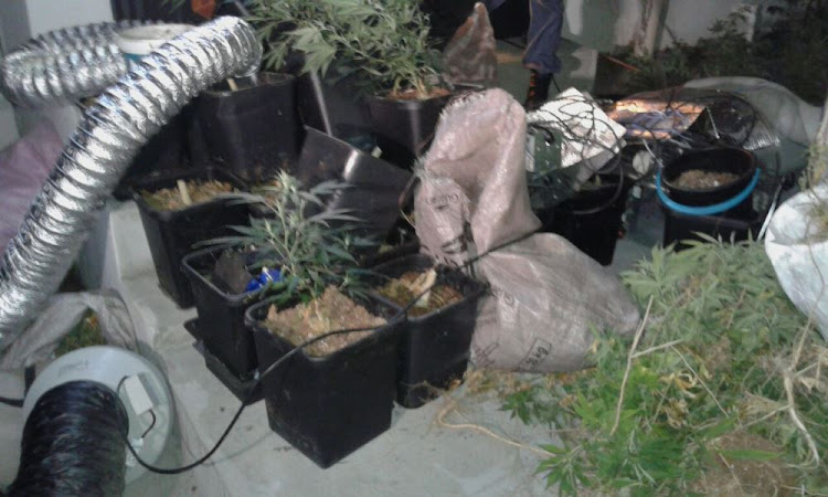 Hydroponic dagga laboratory discovered in Hout Bay.