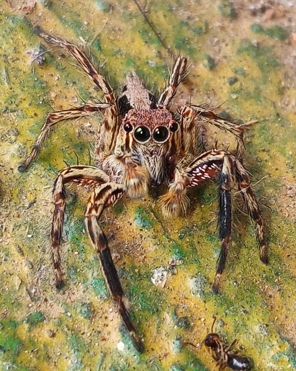 Plexippus petersi