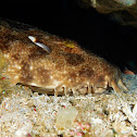 Spotted wobbegong