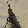 Grasshopper