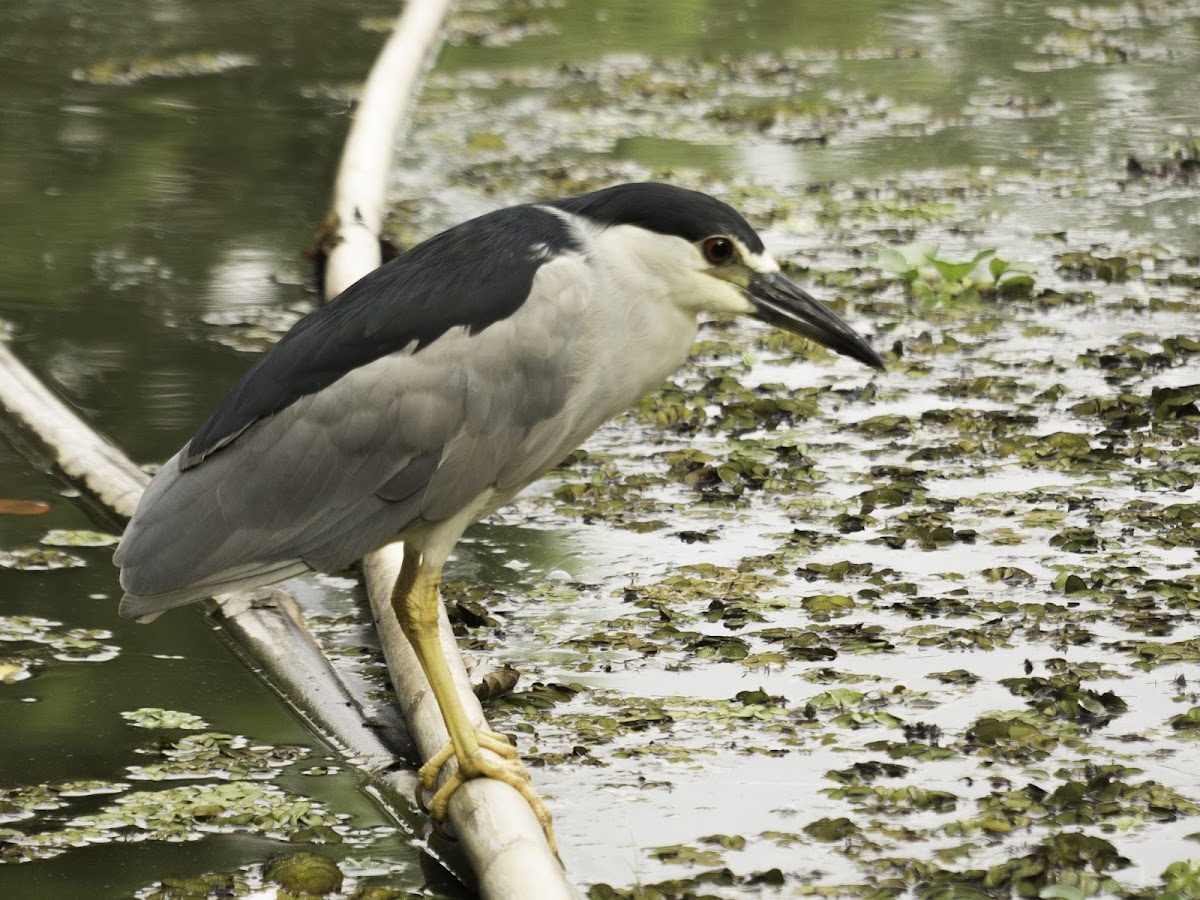 Black-crowned night heron