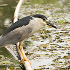 Black-crowned night heron